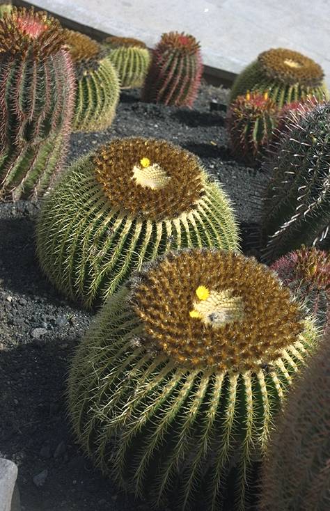 Cactumaldea in Cran Canaria