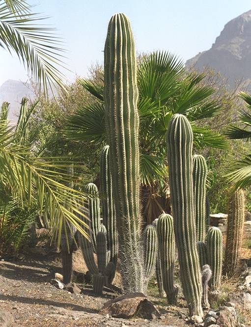 Cactumaldea in Cran Canaria