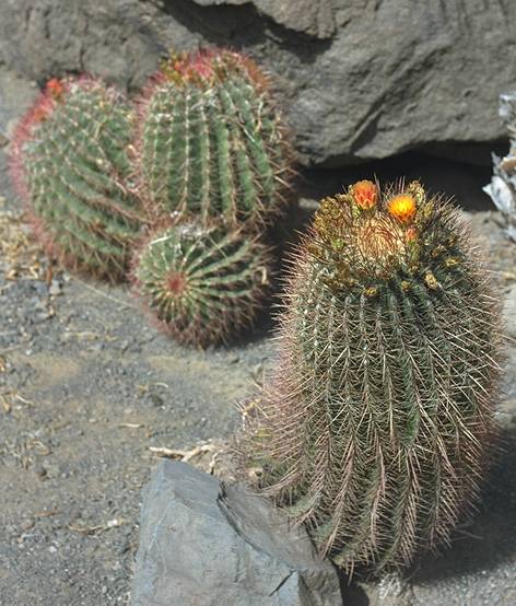 Cactumaldea in Cran Canaria