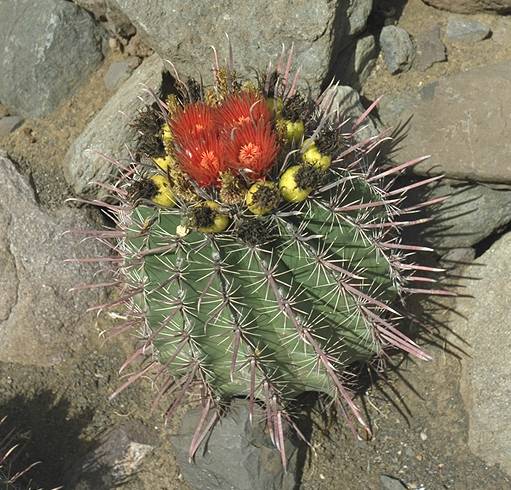 Cactumaldea in Cran Canaria