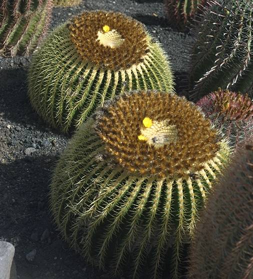 Cactumaldea in Cran Canaria