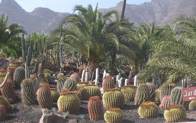 Cactumaldea in Cran Canaria