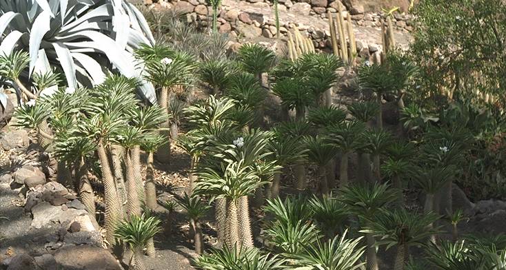 Cactumaldea in Cran Canaria