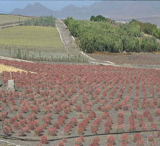 Cactumaldea in Cran Canaria