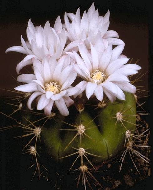 Gymnocalycium chacoense