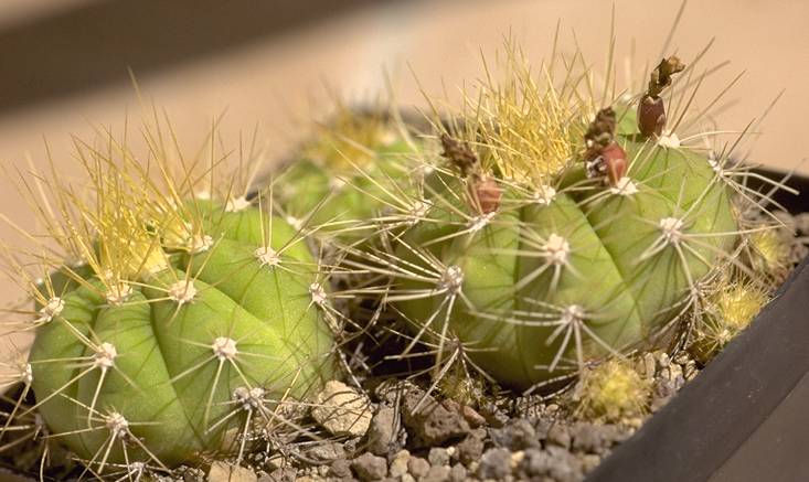 2x Gymnocalycium chacoense