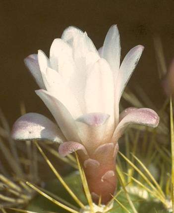 Blüte einer Gymnocalycium chacoense