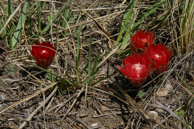 Gymnocalycium baldianum VoS 117 - Prov. Catamarca, Argentina