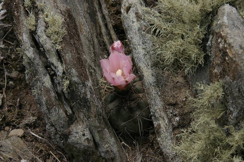Gymnocalycium carolinense VoS 198 - Prov. San Luis, Argentina