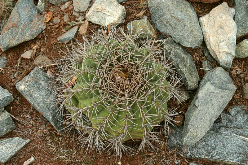 Gymnocalycium castellanosii VoS 145 - Prov. La Rioja, Argentina