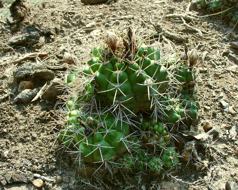 Gymnocalycium chiquitanum VoS 36 - Bolivien, Prov. Santa Cruz