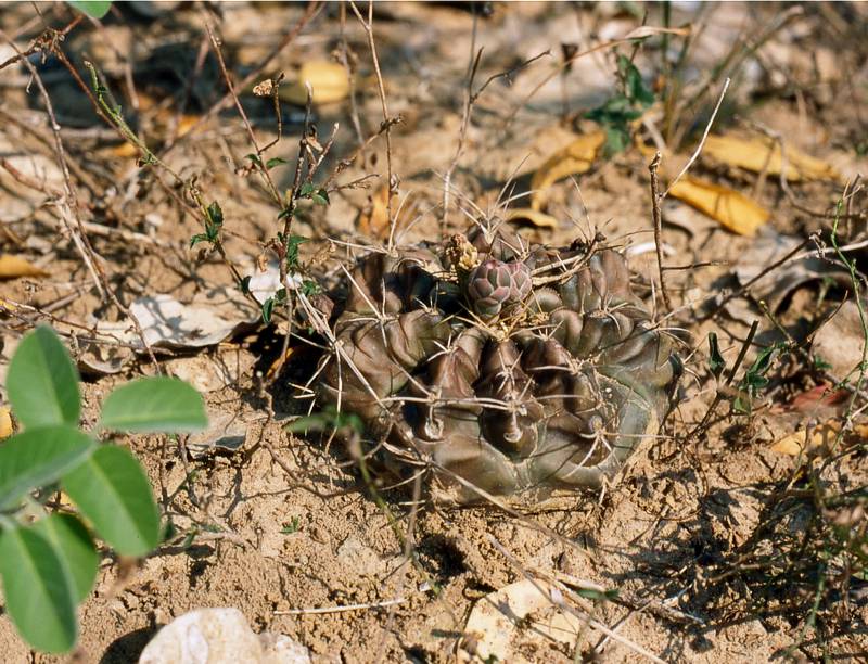 Gymnocalycium damsii subsp. evae var. torulosum VoS 40 - Bolivien, Prov. Santa Cruz
