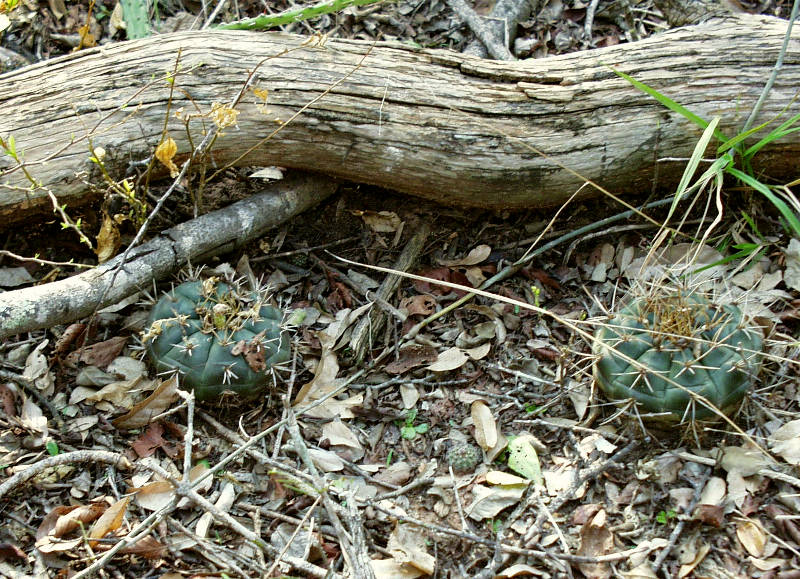 Gymnocalycium eurypleurum