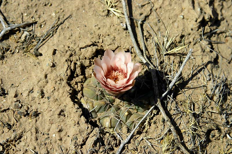 Gymnocalycium ferrarii VoS 124 - Prov. La Rioja, Argentina