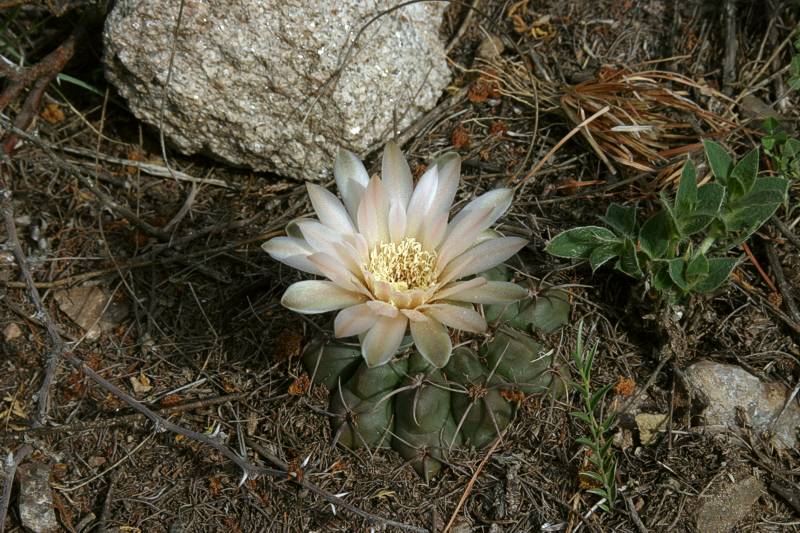 Gymnocalycium fischeri VoS 228 - Prov. San Luis, Argentina