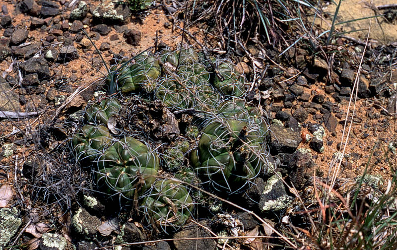 Gymnocalycium fleischerianum