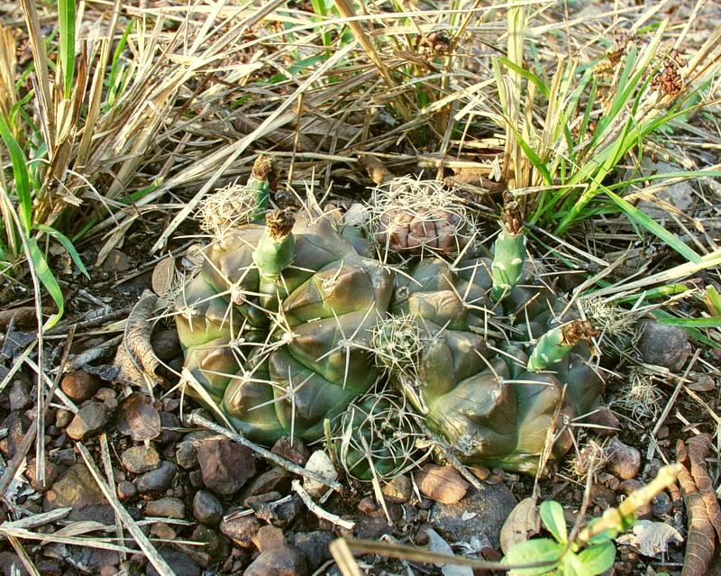 Gymnocalycium anisitsii subsp. holdii VoS 34