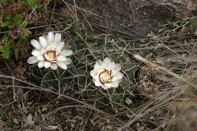 Gymnocalycium intertextum VoS 163 - Prov. Cordoba, Argentina