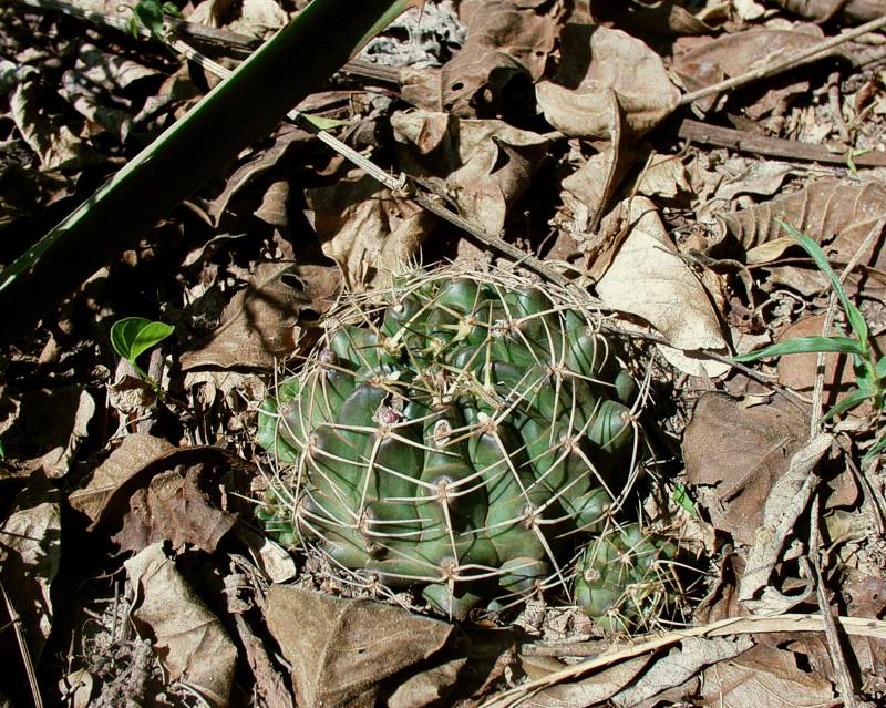 Gymnocalycium anisitsii var. pseudo-malacocarpus VoS 51 - Bolivien, Prov. Santa Cruz