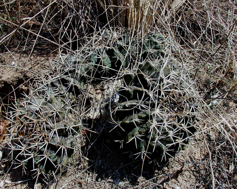 Gymnocalycium megatae