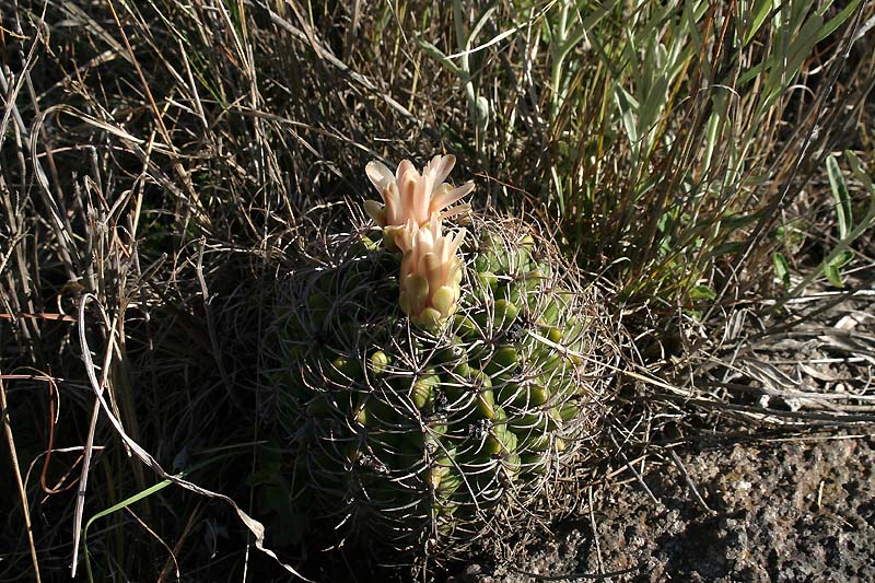 Gymnocalycium mostii VoS 153 - Prov. Cordoba, Argentina