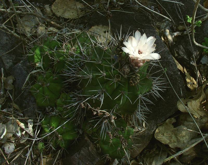 Gymnocalycium paediophilum 