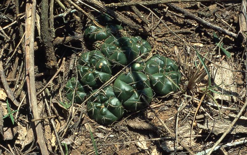 Gymnocalycium paraguayense VoS 33 - Paraguay