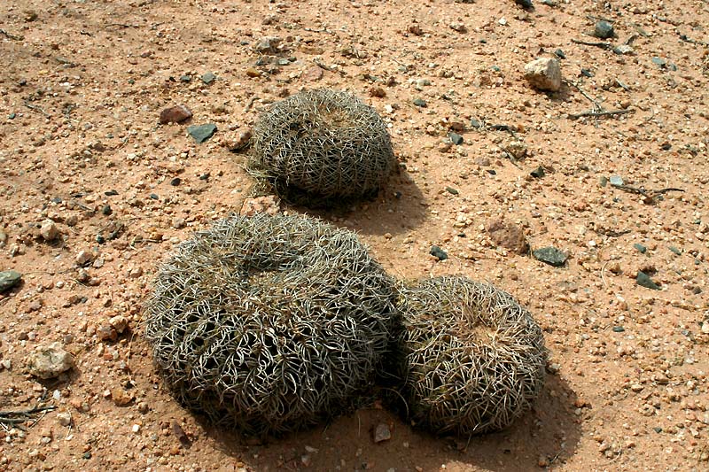 Gymnocalycium spegazzinii var. punillense VoS 107 - Prov. Tucaman, Argentina
