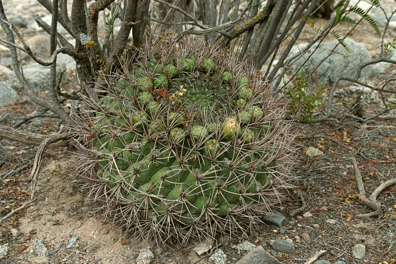 Gymnocalycium saglionis VoS 136 - Prov. La Rioja, Argentina