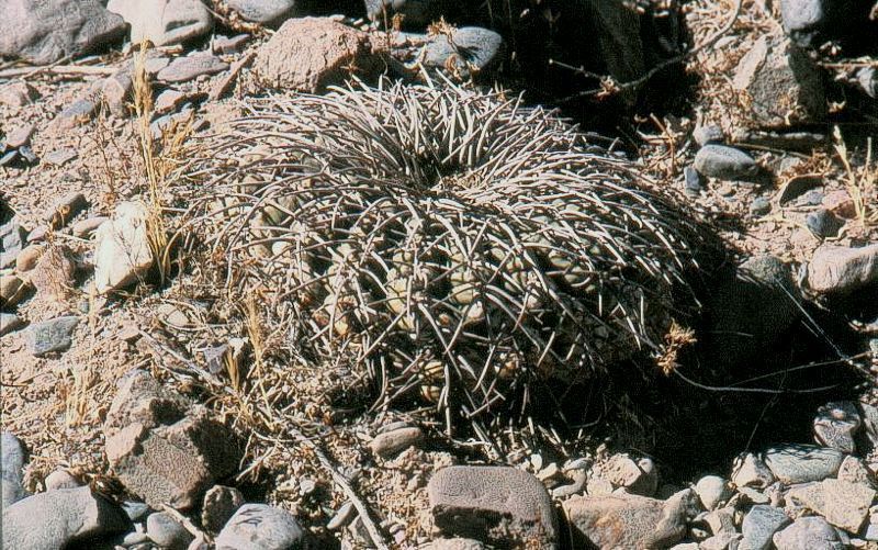 Gymnocalycium spegazzinii