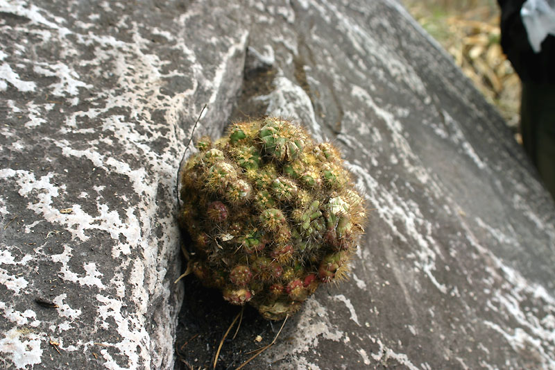 Gymnocalycium chacoense VoS 260 - Cerro Miguel, Bolivia