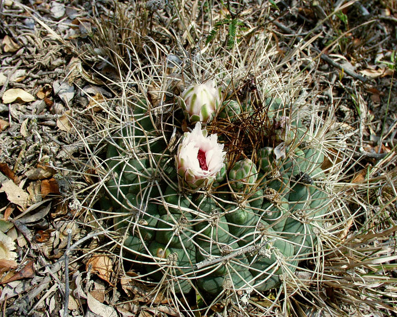 Gymnocalycium zegarrae VoS 76 - Bolivien, Prov. Florida