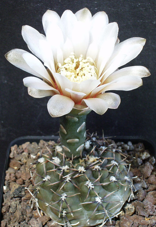 Gymnocalycium kieslingii fa. castaneum