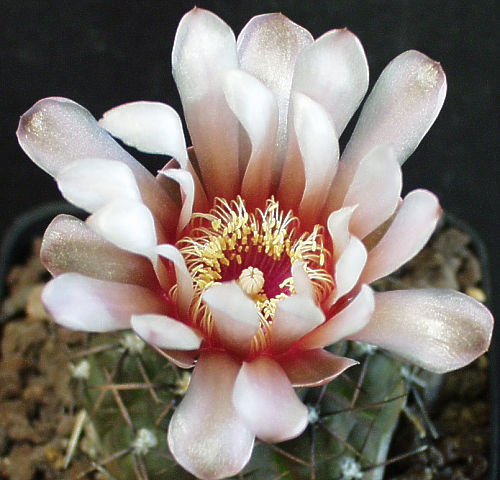 Gymnocalycium kieslingii fa. castaneum