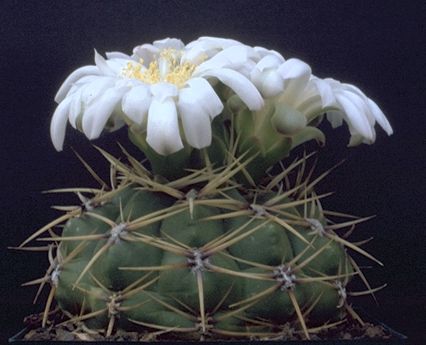 Gymnocalycium monvillei