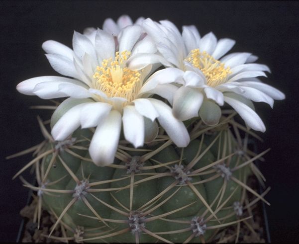 Gymnocalycium monvillei