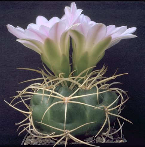 Gymnocalycium monvillei steineri