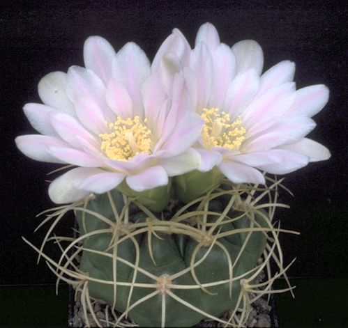 Gymnocalycium monvillei steineri