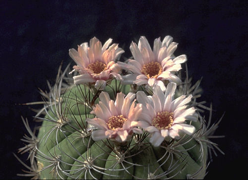 Gymnocalycium pflanzii subsp. dorisiae