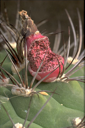 Gymnocalycium pflanzii subsp. dorisiae