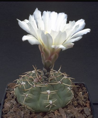 Gymnocalycium schroederianum subsp. paucicostatum