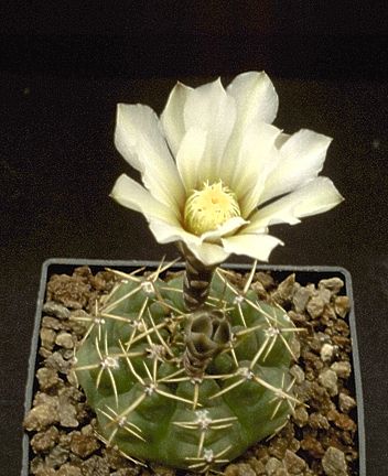 Gymnocalycium schroederianum subsp. paucicostatum