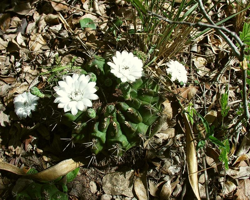 G. anisitsii VoS 28, very large plant