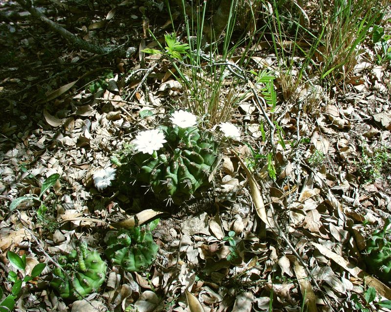 G. anisitsii