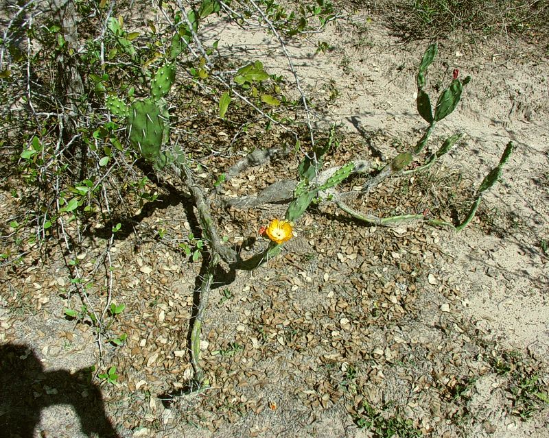 Opuntia paraguayensis