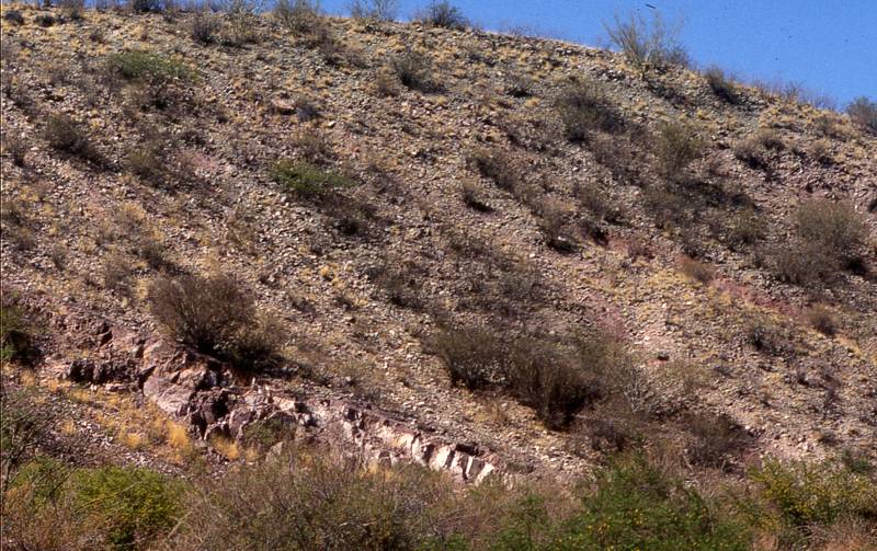 Standort von G. cardenasianum zwischen El Puente und Carrizal 2300 msm