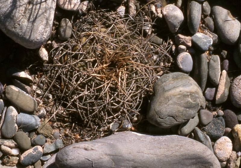 G. cardenasianum zwischen El Puente und Carrizal 2300 msm