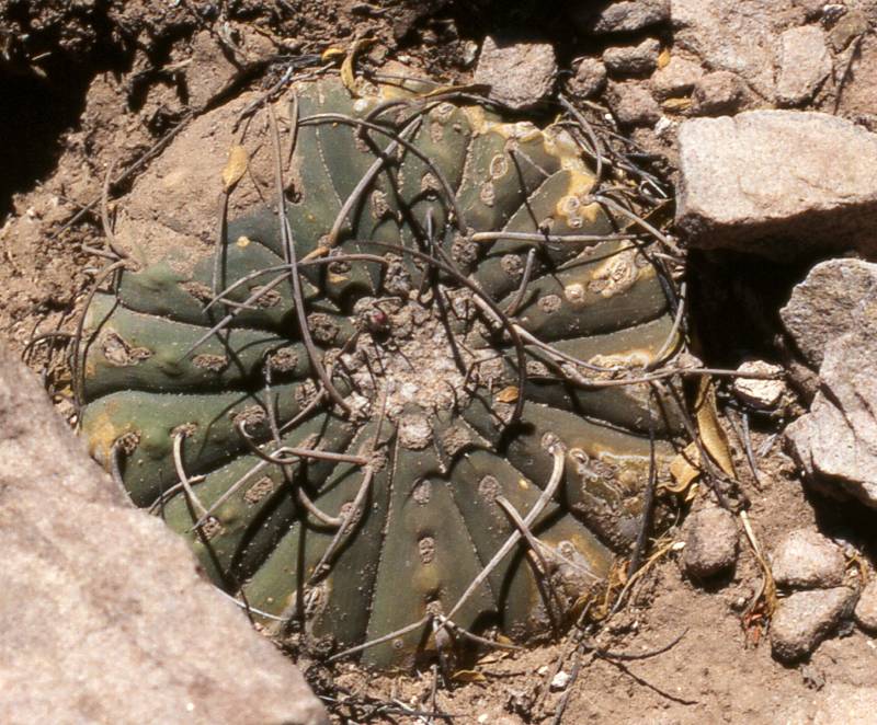 G. cardenasianum in 2350 msm Hhe bei San Luis de Palqui, wenig und dnne Bedornung