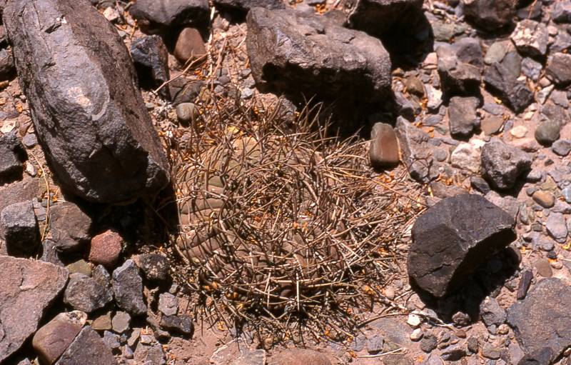 G. cardenasianum bei Villa Pacheco 2500 msm, mit gelber und schwarzer Bedornung