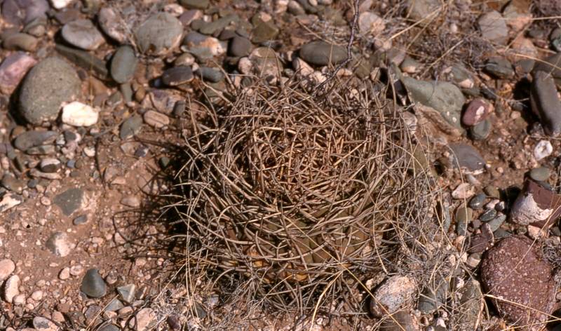 Bei Chayasa 2395 msm, auf Schotterhgel wild bedornte Pflanzen